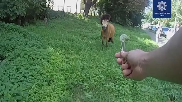 Une ponette se fait la belle et erre dans les rues de Kiev Une ponette se fait la belle et erre dans les rues de Kiev