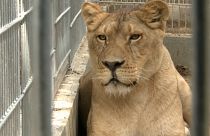 Ungarn : Löwen als «Untermieter» auf Bärenfarm