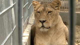 Ungarn : Löwen als «Untermieter» auf Bärenfarm