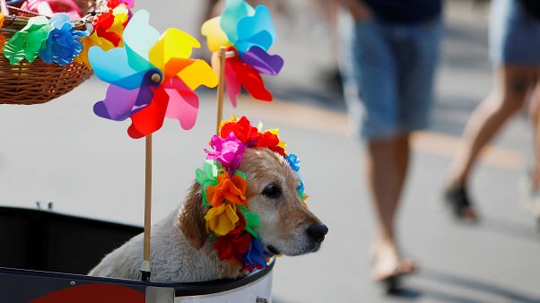 Nach Berlin Hamburg: 200.000 beim Christopher Street Day erwartet Nach Berlin Hamburg: 200.000 beim Christopher Street Day erwartet