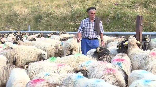 Pyrénées : transhumance des brebis et peur de l'ours Pyrénées : transhumance des brebis et peur de l'ours