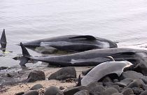 Islande : échouage à répétition de baleines-pilotes