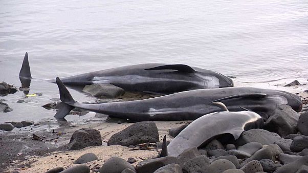 Islande : échouage à répétition de baleines-pilotes Islande : échouage à répétition de baleines-pilotes