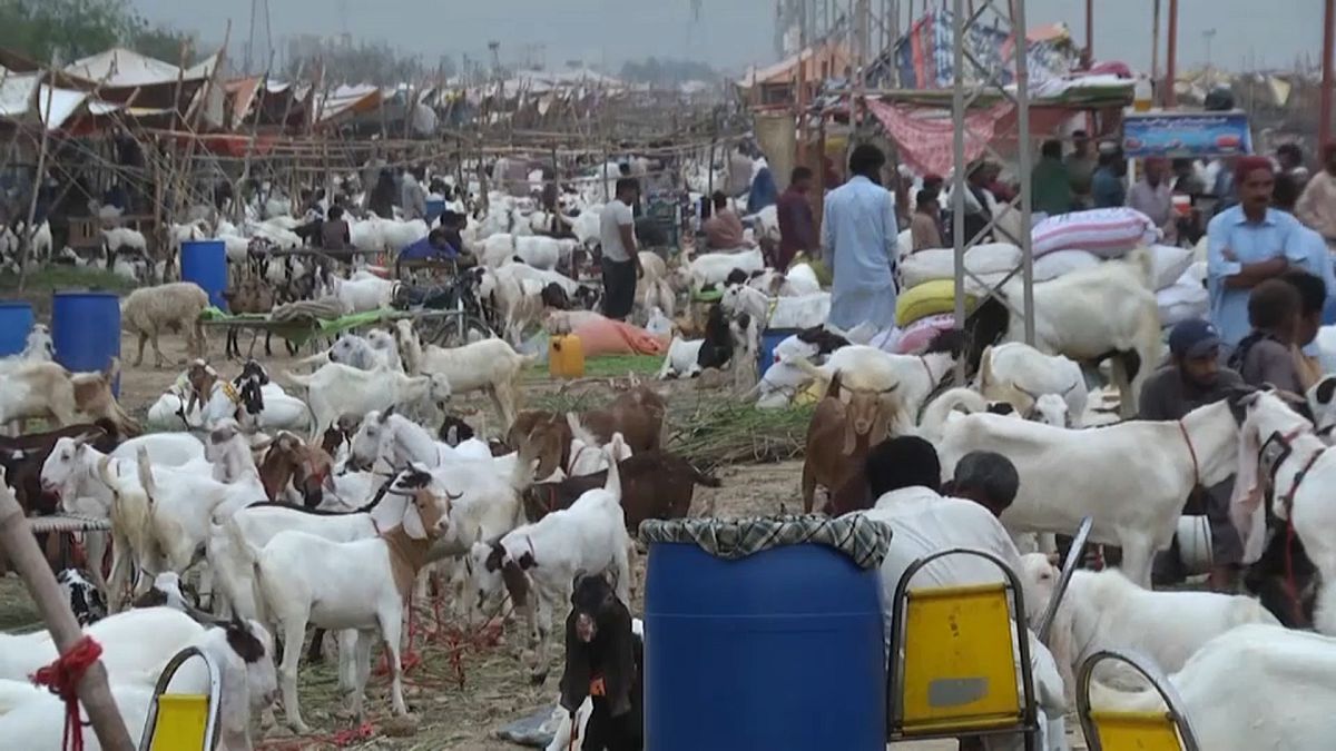 شاهد: سوق الماشية في باكستان تشهد اكتظاظا تحضيراً لعيد الأضحى