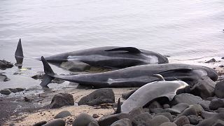 Twenty pilot whales die after getting stranded on Iceland beach 