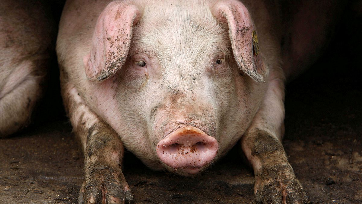 Sow row as Bulgaria accuses Romanian tourists over African Swine Fever