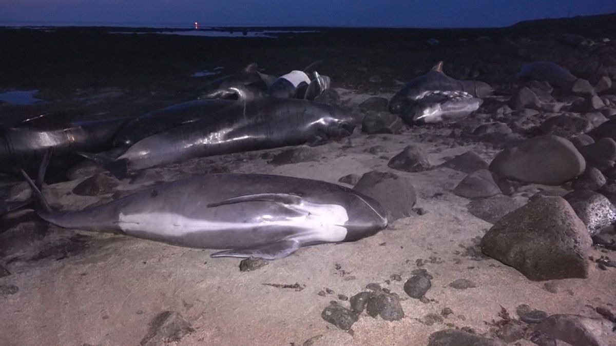 Veinte calderones mueren tras quedar varados en una playa de Islandia
