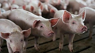 La peste porcina de Europa del Este amenaza todo el Continente