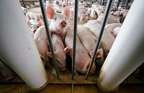 Schweinepest: Bulgariens Ministerpräsident beschuldigt Rumänen