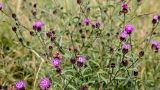 Thistles at South London Downs National Nature Reserve