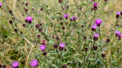 Thistles at South London Downs National Nature Reserve Thistles at South London Downs National Nature Reserve