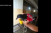 الحمامة التي التقطها حراس السجن كما ظهرت في الفيديو وعليها الكيس الأحمر