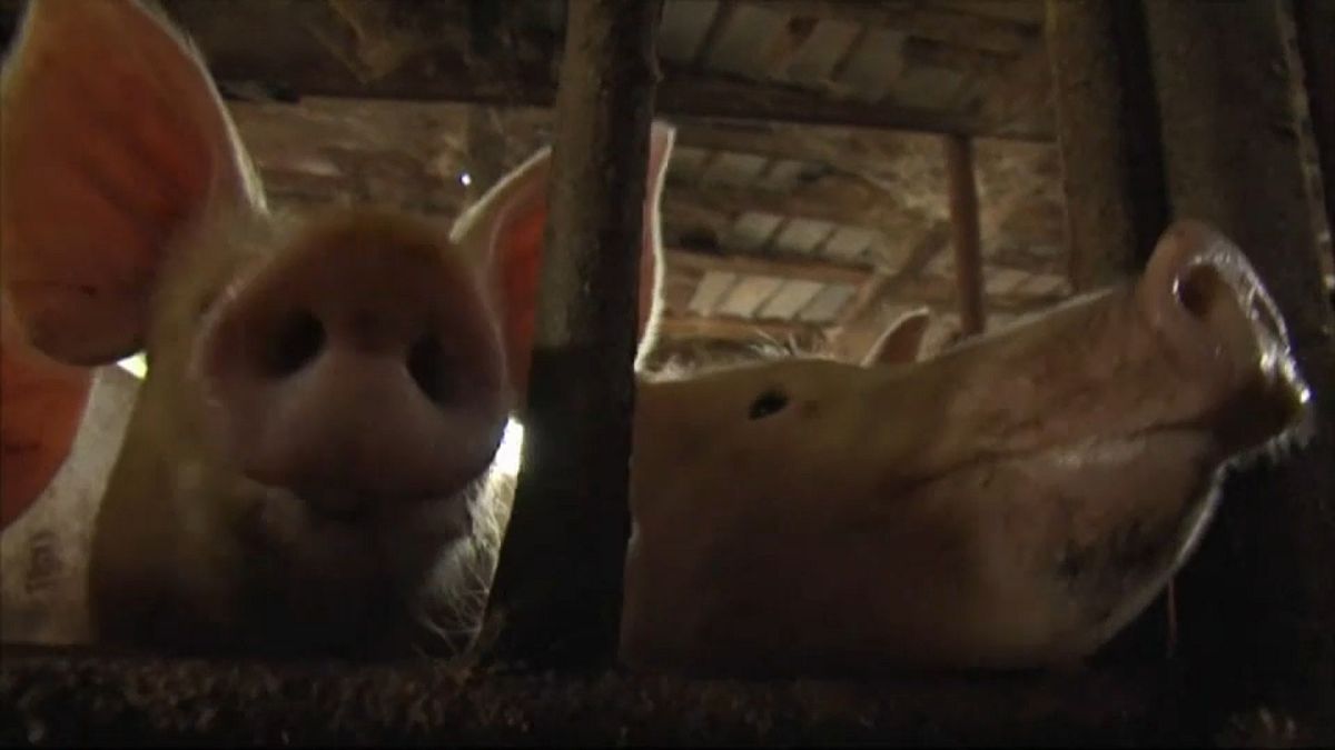 Болгария винит румынских туристов в заражении свиней