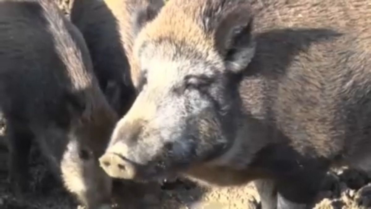 Африканская чума свиней распространяется по территории Венгрии 