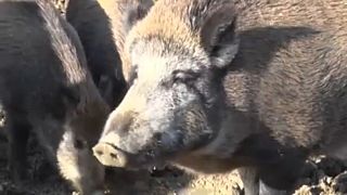 Африканская чума свиней распространяется по территории Венгрии