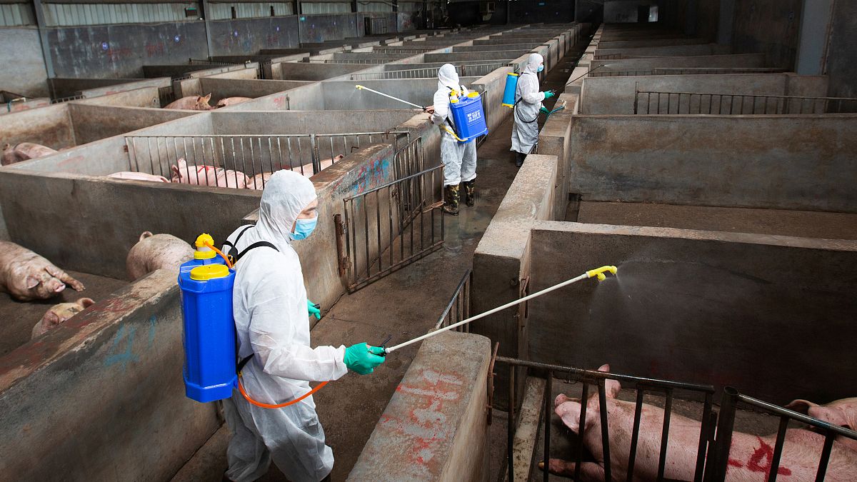 Fresh case of swine fever in Slovakia as eastern Europe scrambles to contain disease