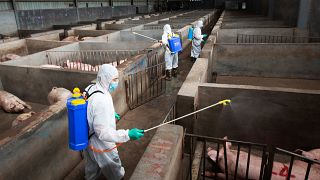 Fresh case of swine fever in Slovakia as eastern Europe scrambles to contain disease