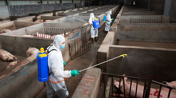 Fresh case of swine fever in Slovakia as eastern Europe scrambles to contain disease Fresh case of swine fever in Slovakia as eastern Europe scrambles to contain disease