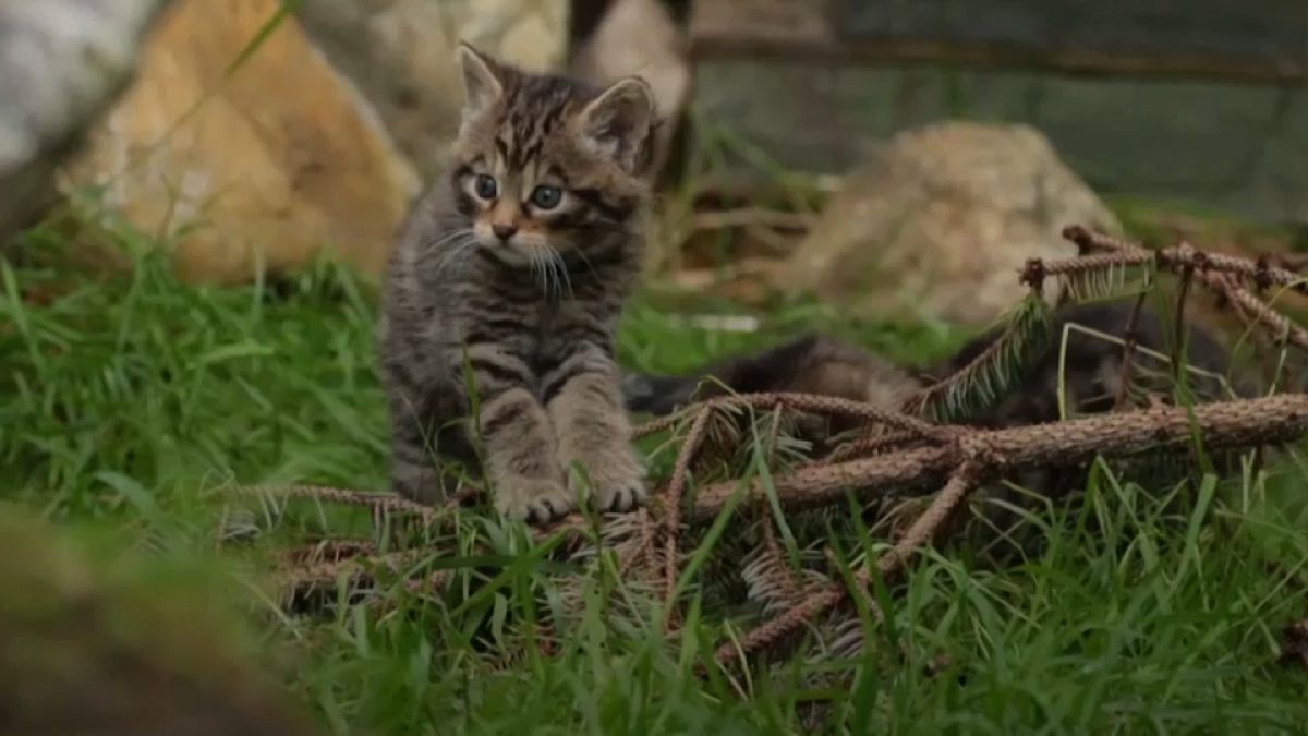 Screenshot AP - Scottish wildcat kitten 
