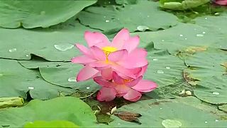 Naturwunder Lotussee