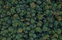 Türkiye’de A’dan Z’ye orman haritası: Yüzölçüm ve nüfusa göre en ormanlık iller