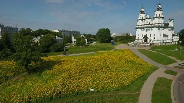 Polish city becomes awash with yellow thanks to blooming sunflower field Polish city becomes awash with yellow thanks to blooming sunflower field