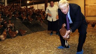 İngiltere Başbakanı Johnson tavuk çiftliğini ziyaret etti