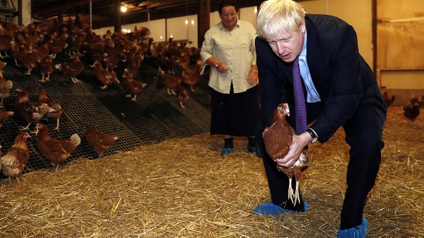 İngiltere Başbakanı Johnson tavuk çiftliğini ziyaret etti İngiltere Başbakanı Johnson tavuk çiftliğini ziyaret etti