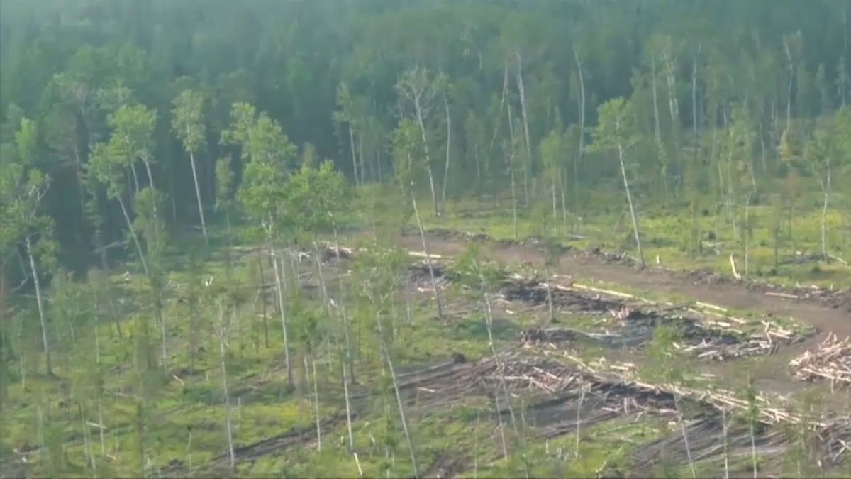 قطع الأشجار المخالف للقانون تسبب في إشعال بعض حرائق الغابات في سيبيريا