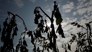 FILE PHOTO: View shows sun-dried tomato plant in Ressons-Le-Long, France, August 1, 2019.