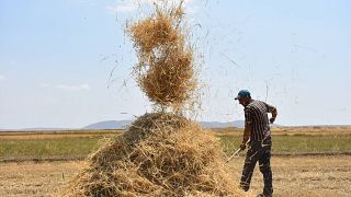 Türkiye'nin önemli tahıl üretim merkezlerinden Kars'ta, çiftçilerin sıcak havada buğday tarlalarındaki hasat mesaisi sürüyor.