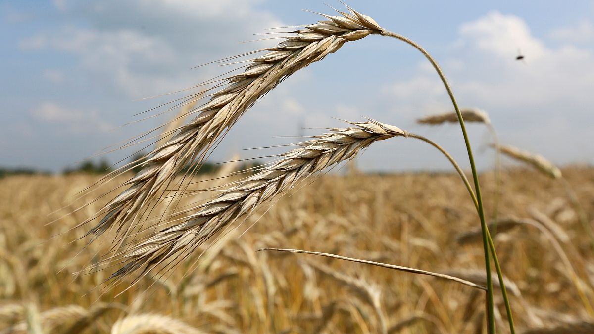 السعودية والإمارات تقدمان 540 ألف طن من القمح إلى السودان