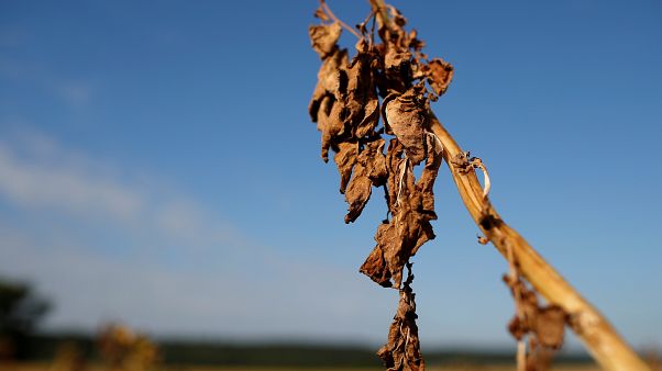 Seca ameaça um em quatro habitantes do Planeta Seca ameaça um em quatro habitantes do Planeta