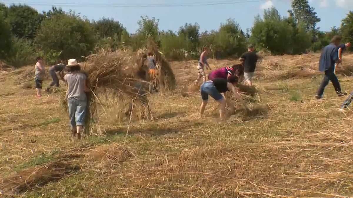 Watch: Farmers create natural straw intend to break plastic's back