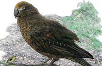 Ancient giant parrot discovered in New Zealand