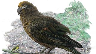 Ancient giant parrot discovered in New Zealand