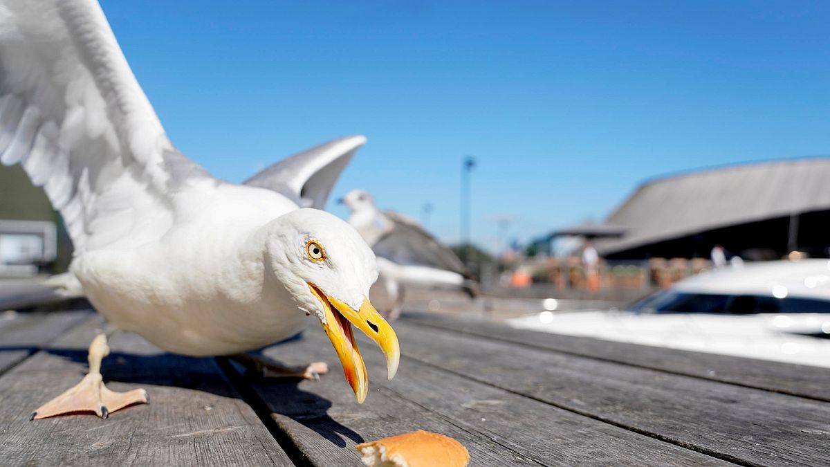 طائر النورس يتناول قطعة من الخبز في أوسلو يوم 24 يوليو تموز 2019