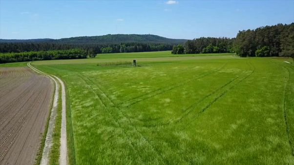 Onu: meno carne per salvare il pianeta Onu: meno carne per salvare il pianeta