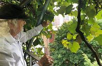 Un vigneron fait pousser des vignes depuis son rooftop de Manhattan