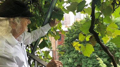 Un vigneron fait pousser des vignes depuis son rooftop de Manhattan 