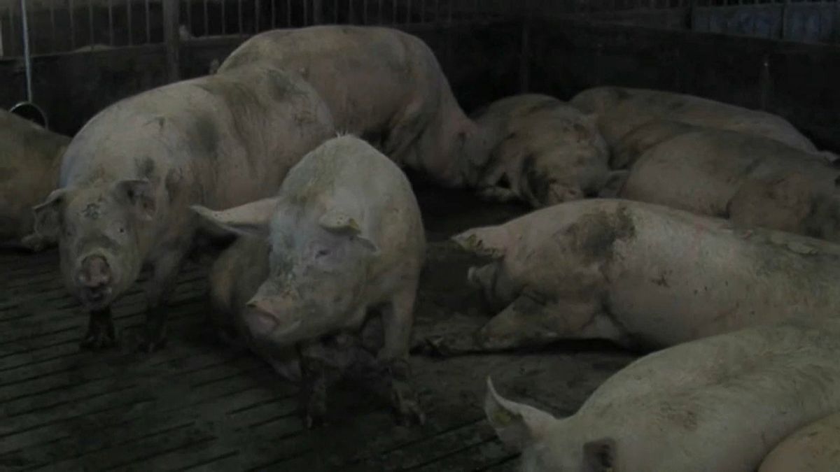 Osteuropa: Afrikanische Schweinepest weitet sich aus