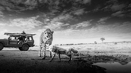 Two cheetahs