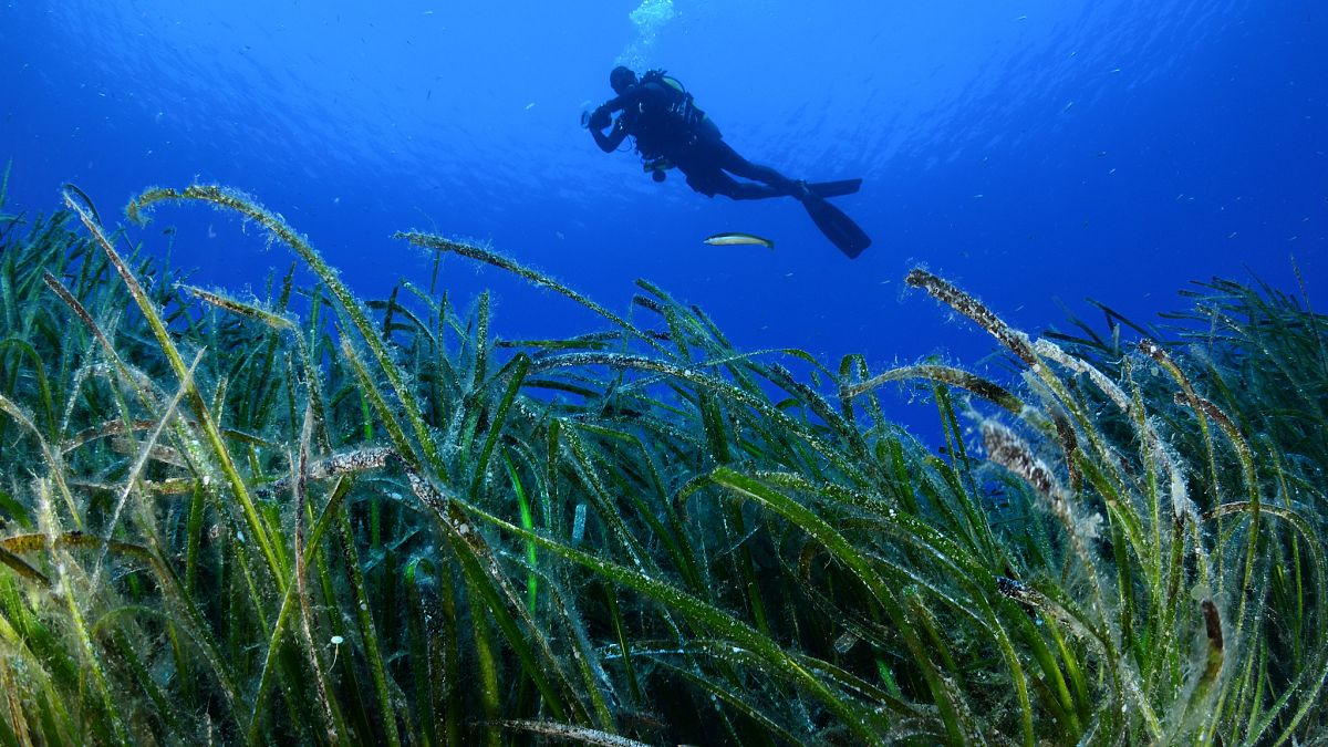 WWF GREENPEACE: Προστατευόμενες Θαλάσσιες Περιοχές μόν&omic