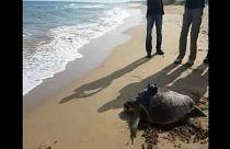 Eine Meeresschildkröte auf der Suche nach Romantik