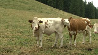 Ausztria-Svájc: kiszáradt hegyi legelők, kevés zöldtakarmány