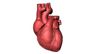 چاپ سه بعدی قلب انسان؛ آیا دانشمندان به تولید اندام‎های انسانی نزدیکتر شده‌اند؟