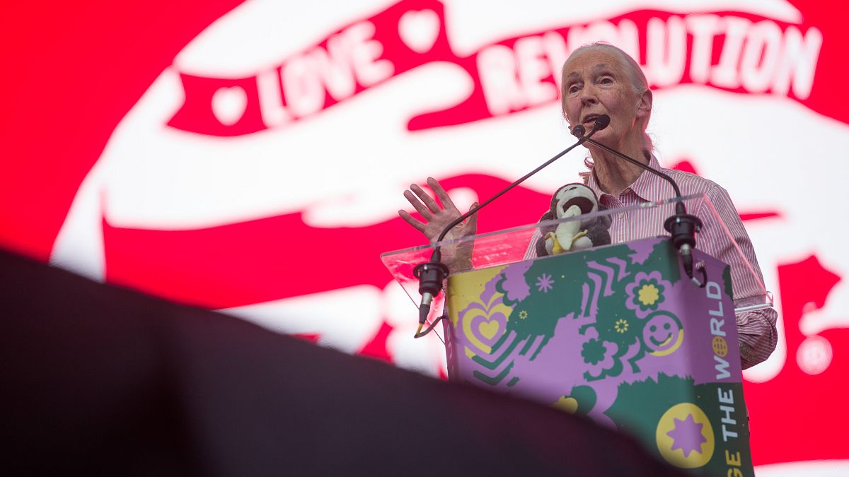 Jane Goodall: "Még nem túl késő lelassítani a klímaváltozást"