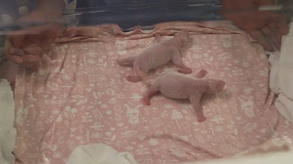 Naissance rarissime de jumeaux pandas géants dans un zoo belge Naissance rarissime de jumeaux pandas géants dans un zoo belge