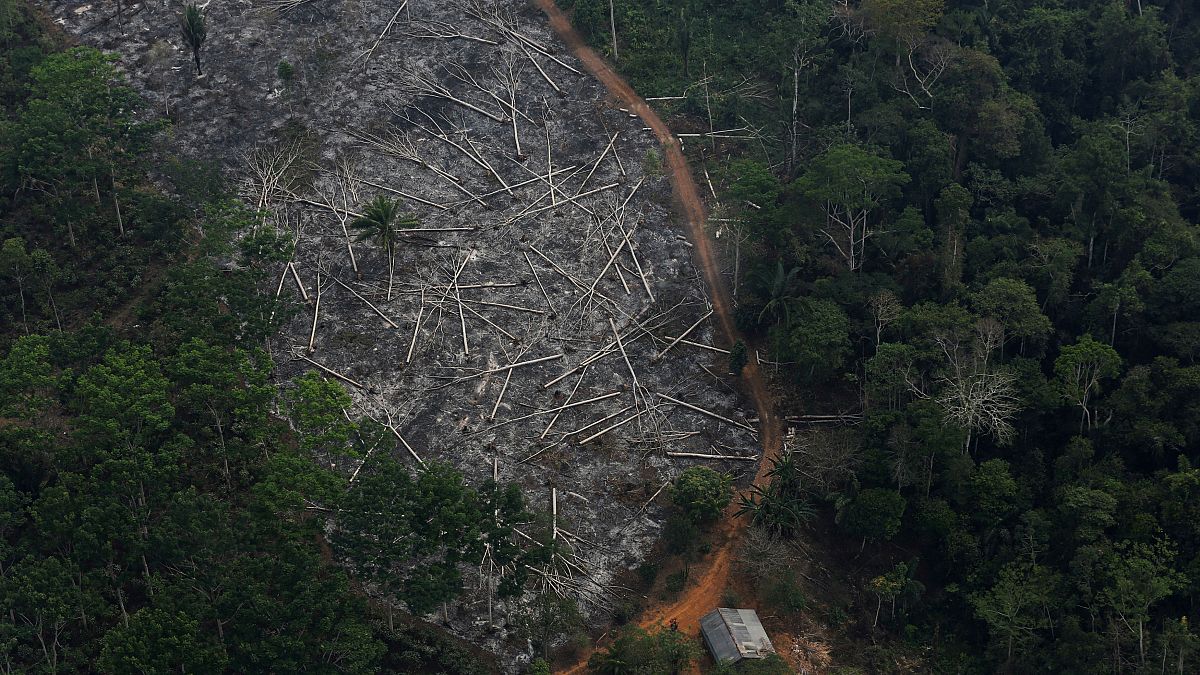 Brezilya'da yok edilen Amazonların hava görüntüsü