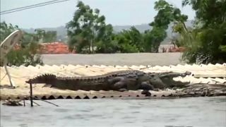 شاهد: تمساح يلجأ إلى سطح أحد البيوت في الهند بسبب الفيضانات القوية